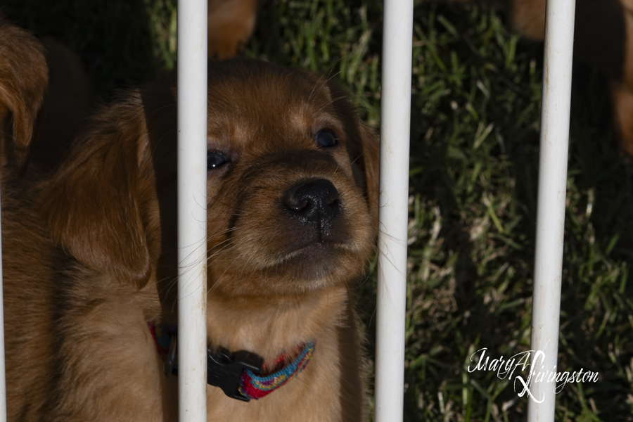 REDTAIL Golden Retriever puppy peeking through the bars.