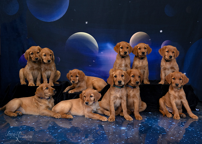 Eleven REDTAIL Golden Retriever Puppies.