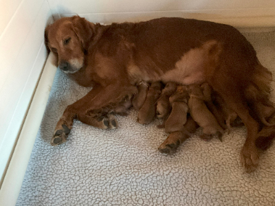 REDTAIL Golden Retriever puppies in the whelping box.