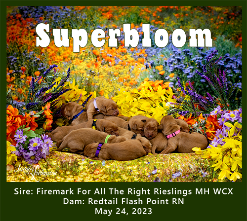 Superbloom Litter Sire: Firemark For All The Right Rieslings MH WCX Dam: Redtail Flash Point "Ries x Holly"