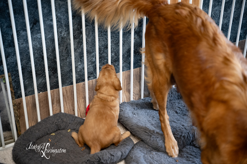 Redtail Golden Retriever Puppies