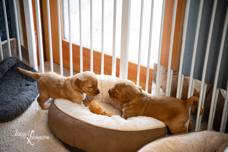 Redtail Golden Retriever Puppies