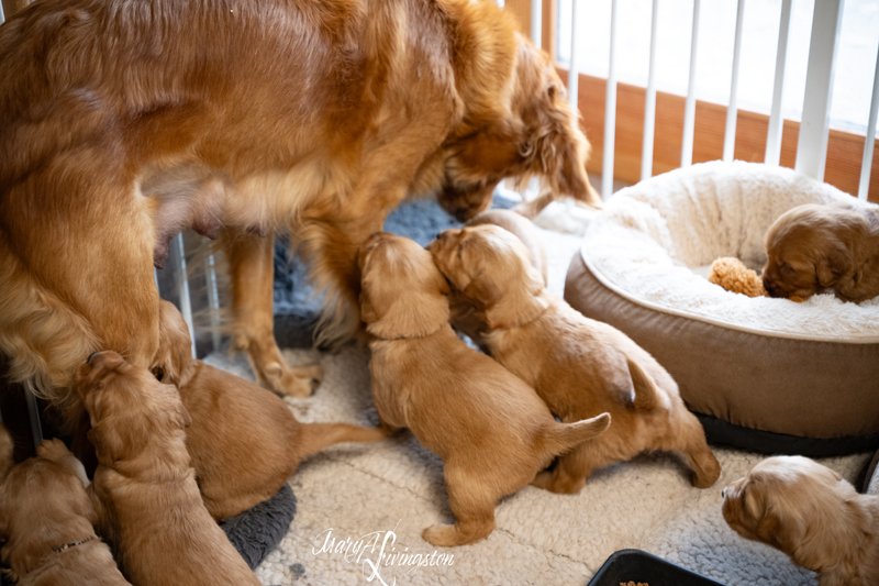 Redtail Golden Retriever Puppies