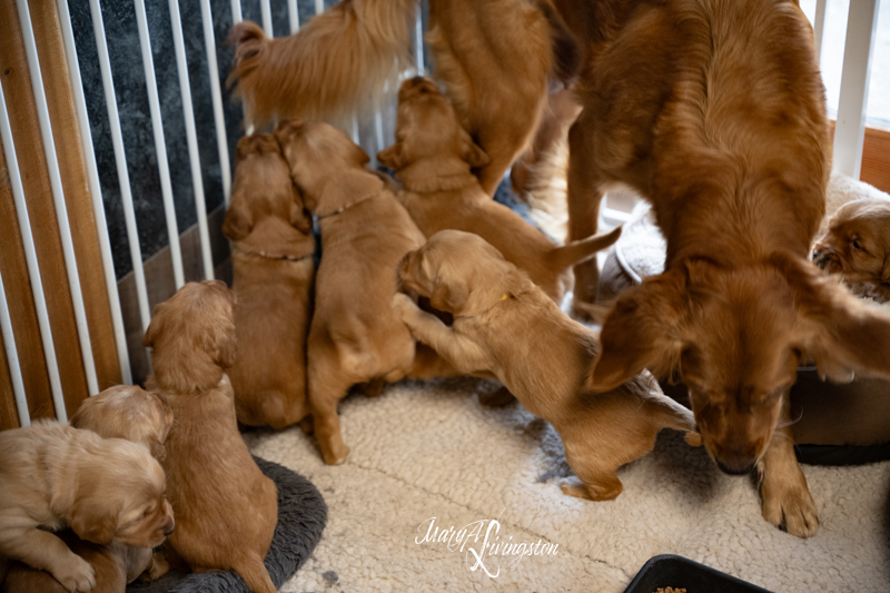 Redtail Golden Retriever Puppies