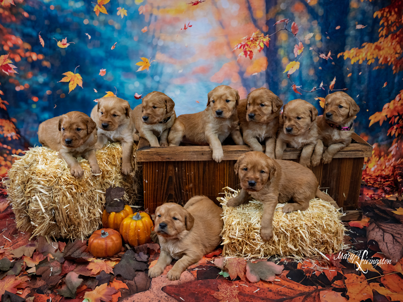 Litter of Puppies.