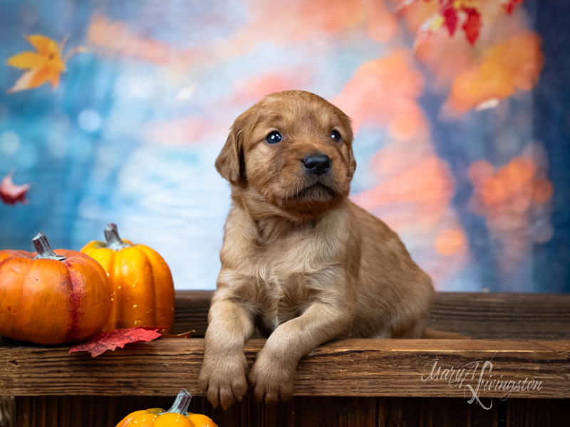 Redtail Golden Retriever Puppy