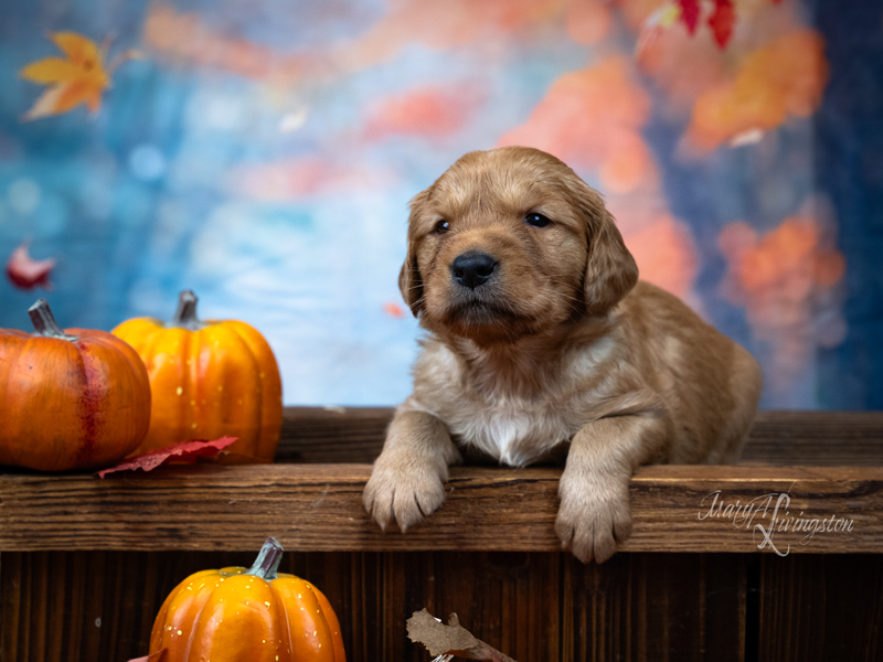 Redtail Golden Retriever Puppy