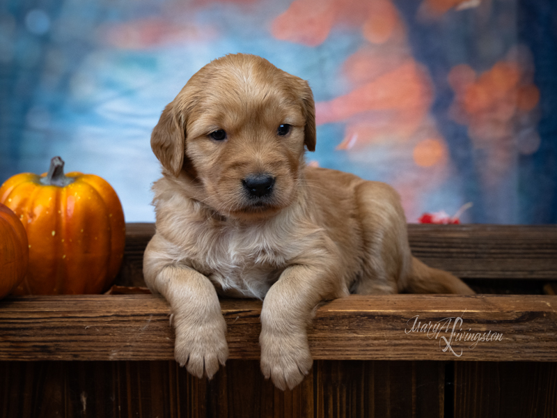 Redtail Golden Retriever Puppy