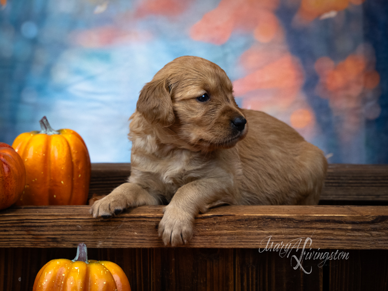 Redtail Golden Retriever Puppy