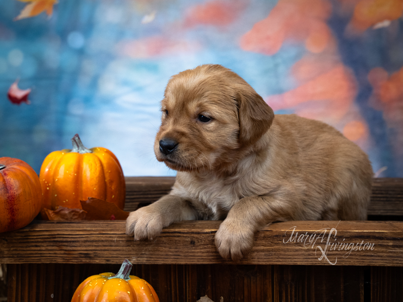 Redtail Golden Retriever Puppy