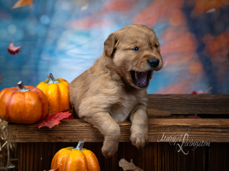 Redtail Golden Retriever Puppy