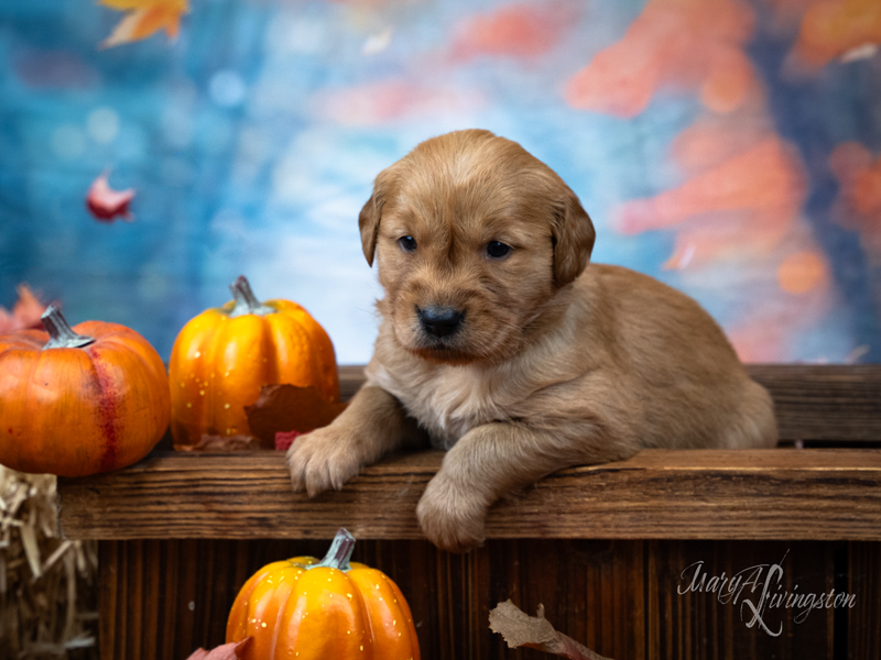 Redtail Golden Retriever Puppy