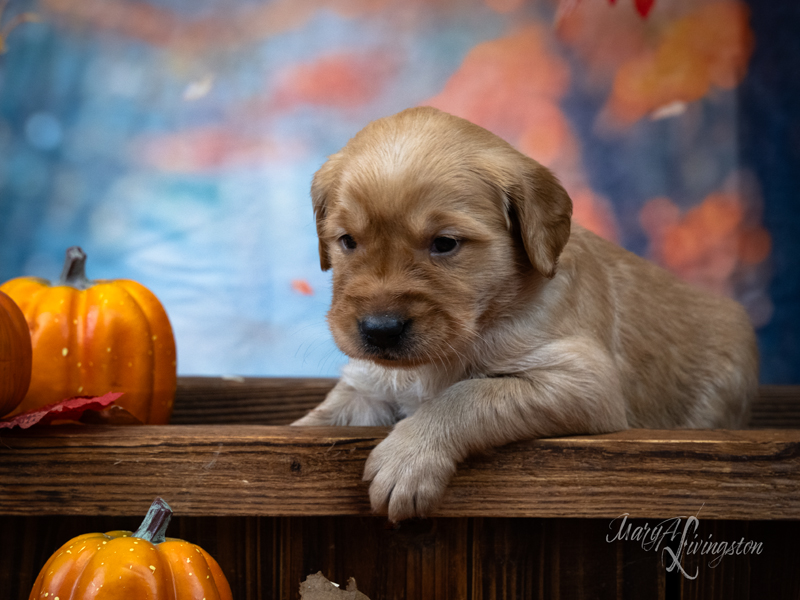 Redtail Golden Retriever Puppy