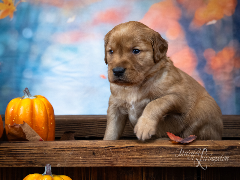 Redtail Golden Retriever Puppy