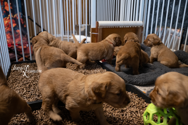 Redtail Golden Retriever Puppies