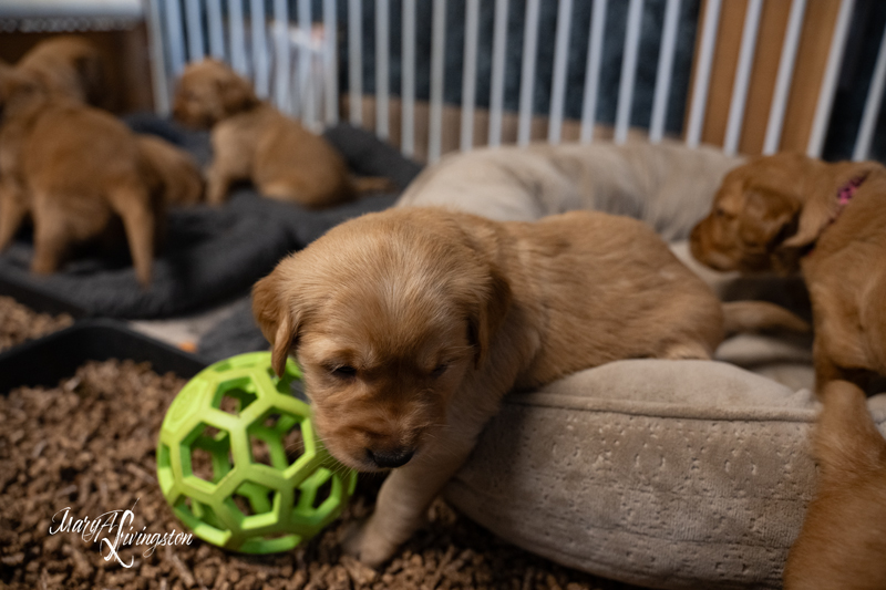 Redtail Golden Retriever Puppies