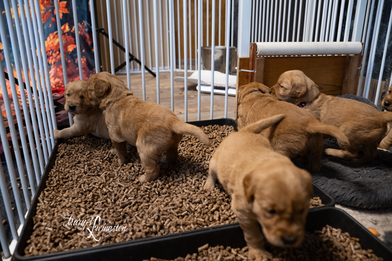 Redtail Golden Retriever Puppies