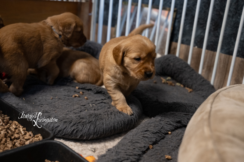 Redtail Golden Retriever Puppies