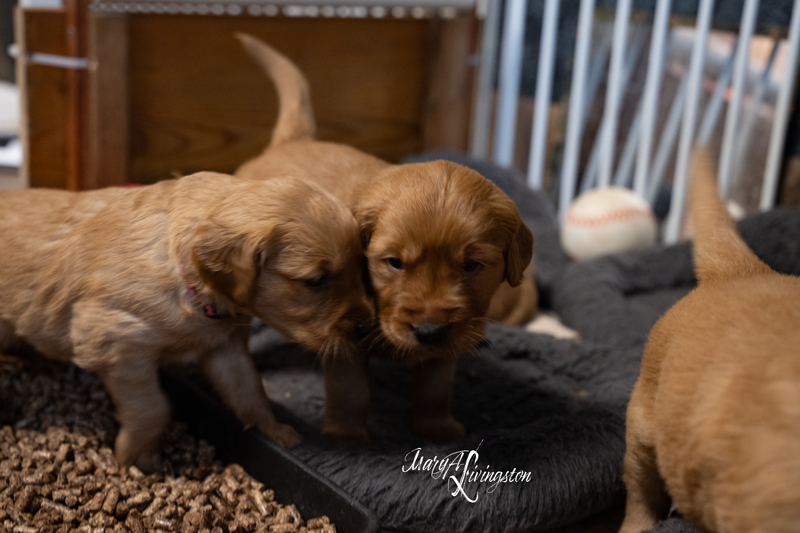 Redtail Golden Retriever Puppies