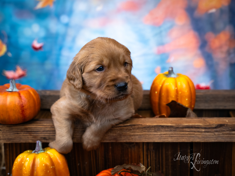 Redtail Golden Retriever Puppy