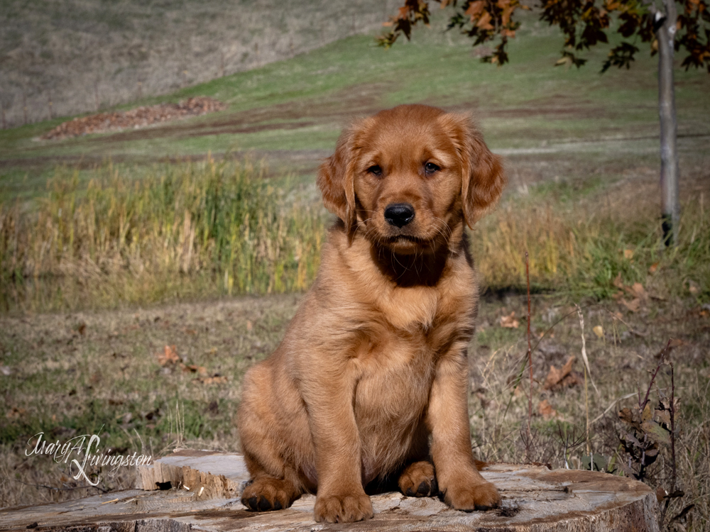 Puppy known as Scout