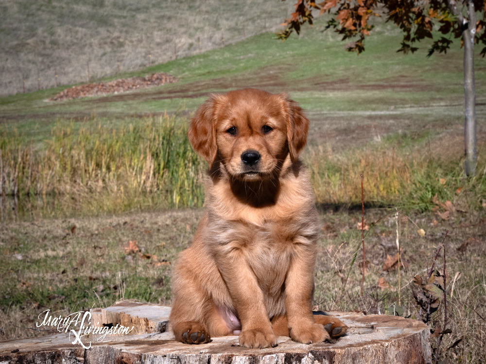 Puppy known as Rory