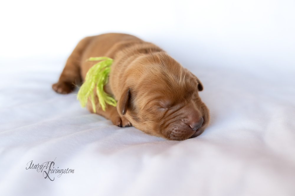 Puppy known as Rainier.