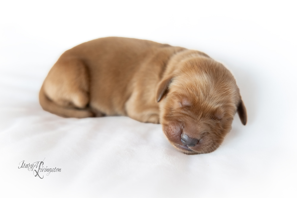 Puppy known as Glacier