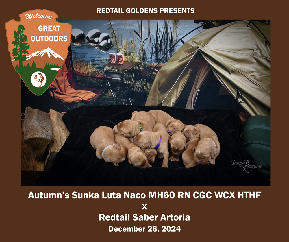 Litter of Redtail Golden puppies.