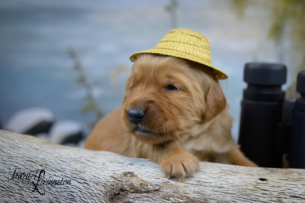 Puppy known as Glacier