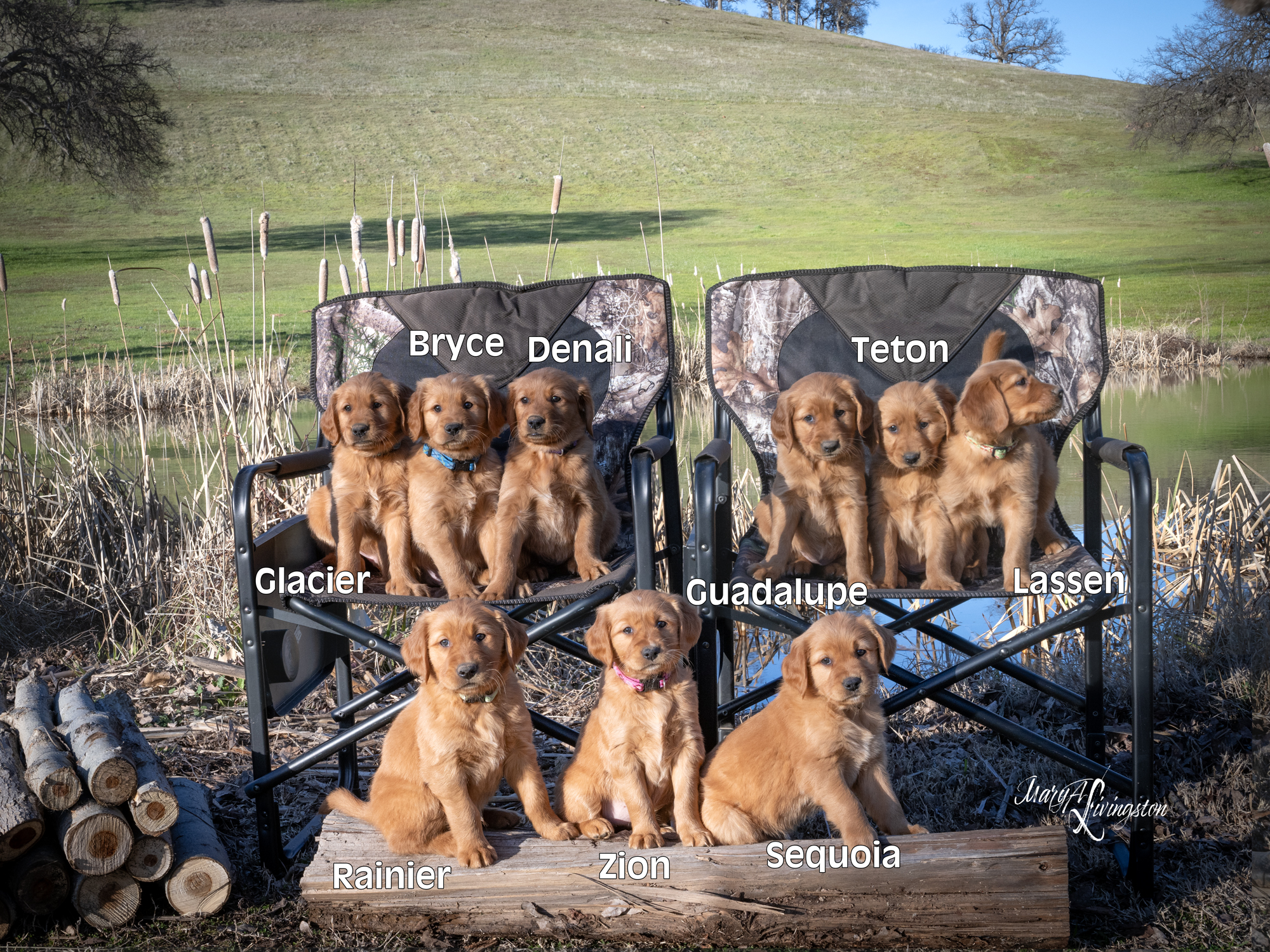 Redtail Golden Retriever puppies.