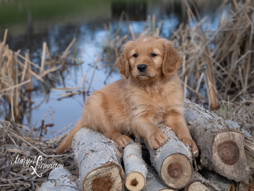 Puppy known as Bryce