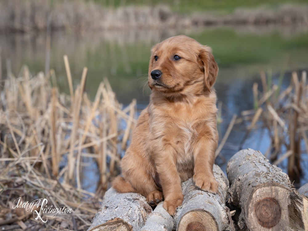 Puppy known as Denali