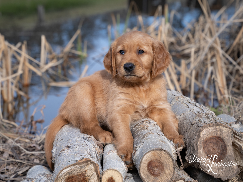 Puppy known as Glacier