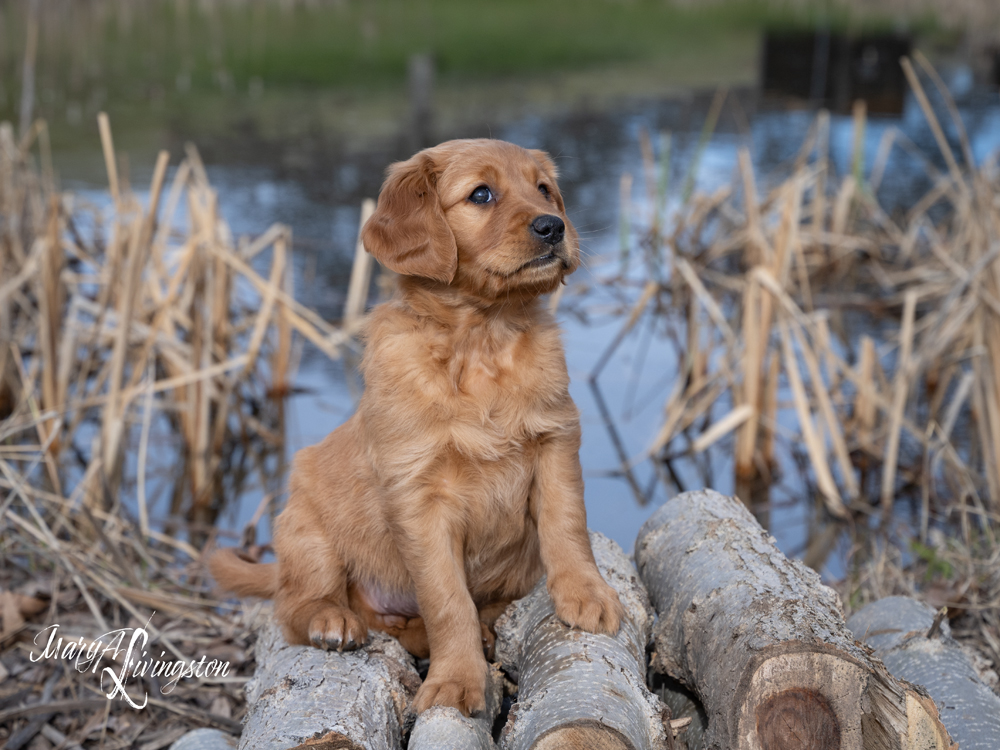 Puppy known as Guadalupe