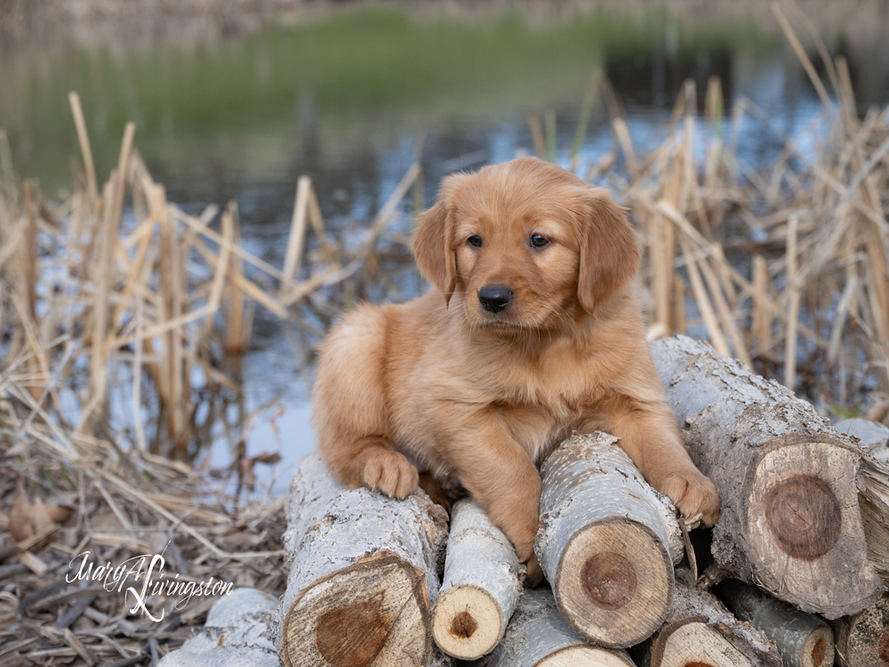 Puppy known as Lassen