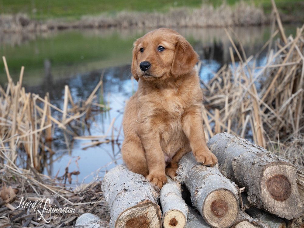 Puppy known as Rainier.