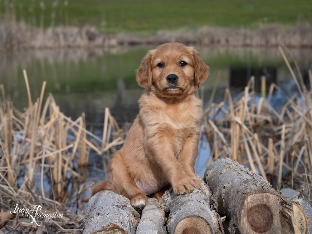 Puppy known as Sequoia