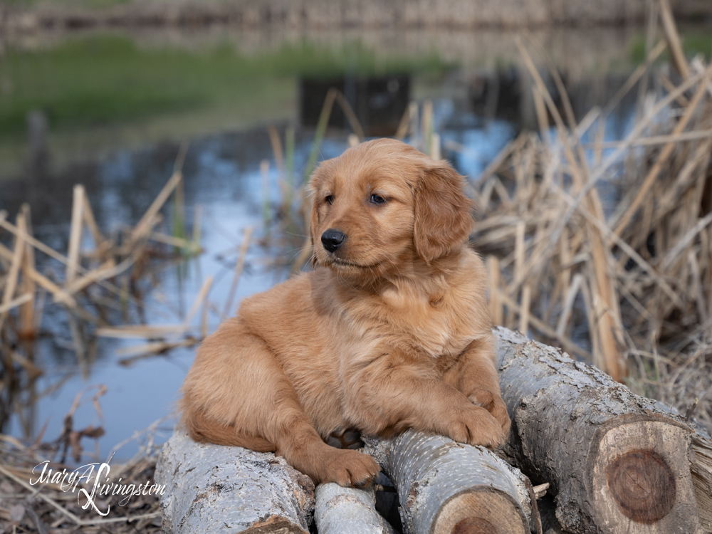 Puppy known as Teton