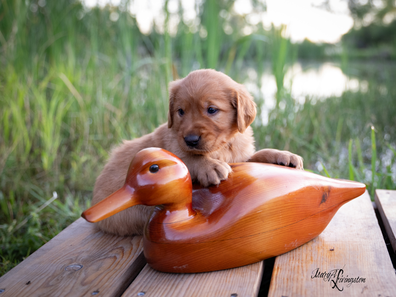 Puppy known as Beech