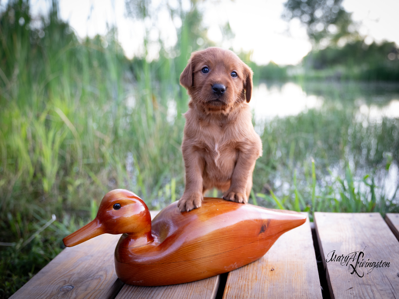 Puppy known as Joplin