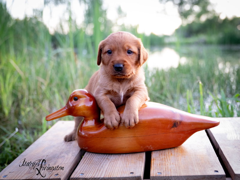 Puppy known as Lombardi