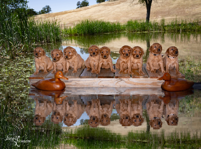 Hall of Fame first litter portrait.