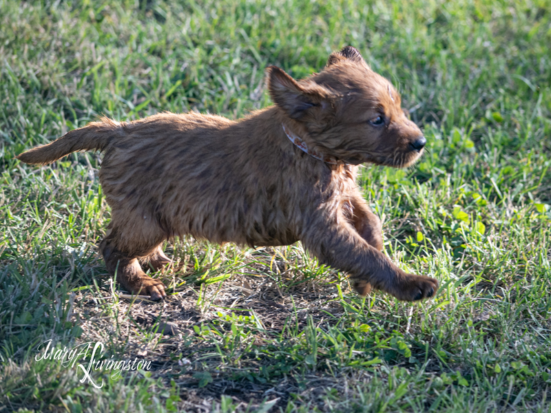 Puppy known as Bolt