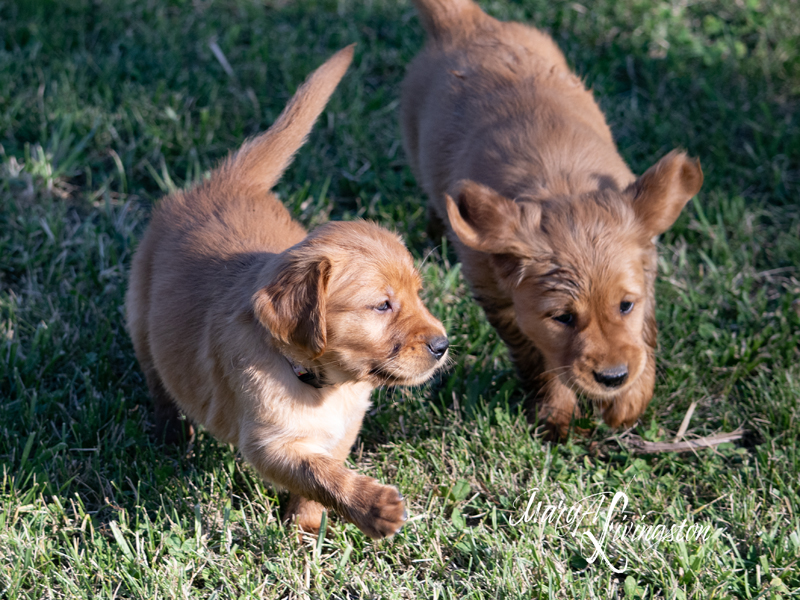 Puppy known as Hamm