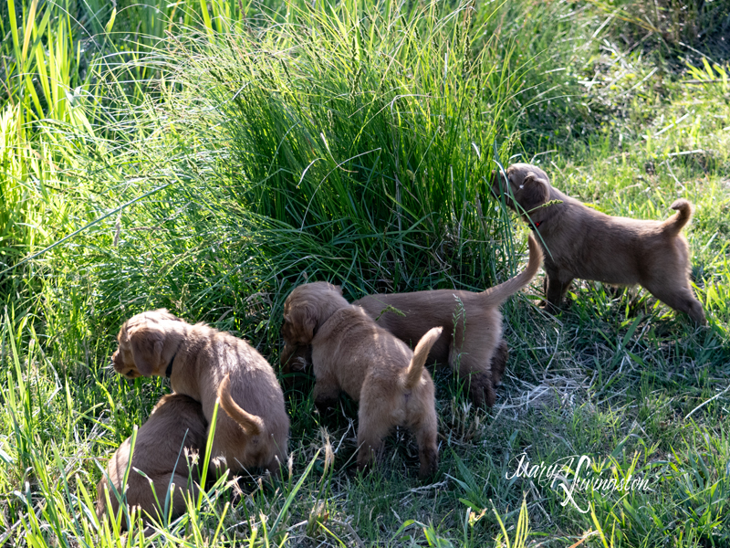 Puppy known as Beech