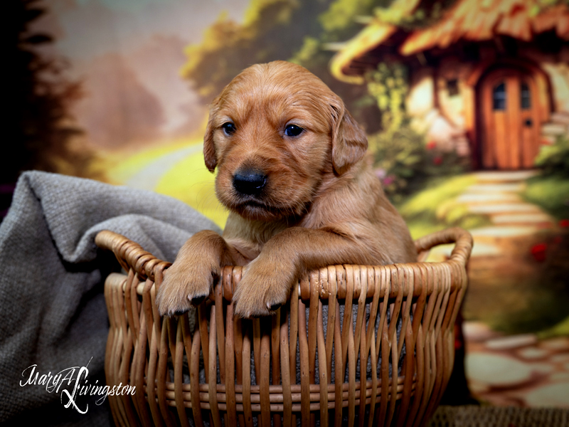 Puppy known as Arthur