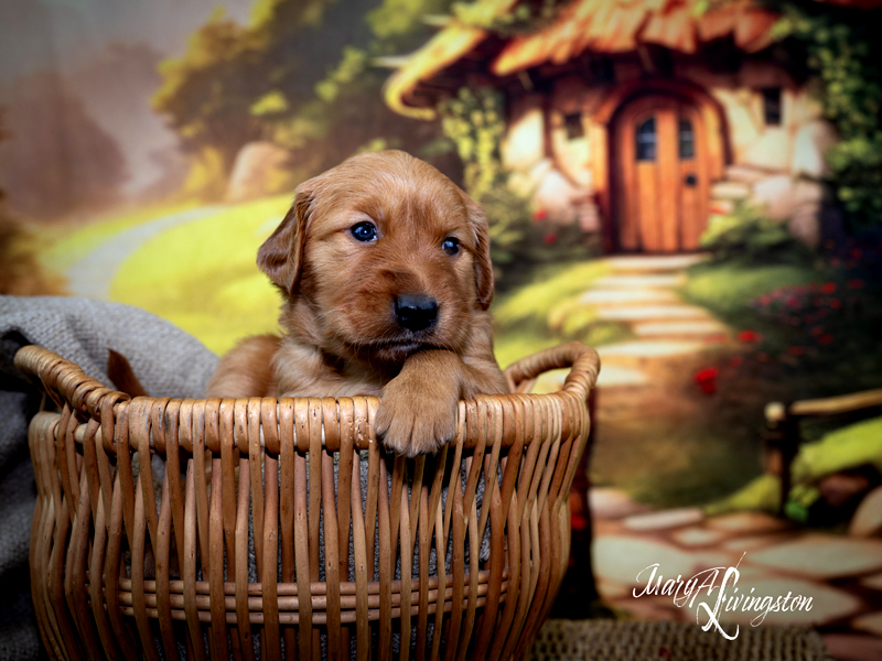 Puppy known as Calypso