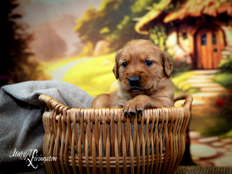 Puppy known as Godiva
