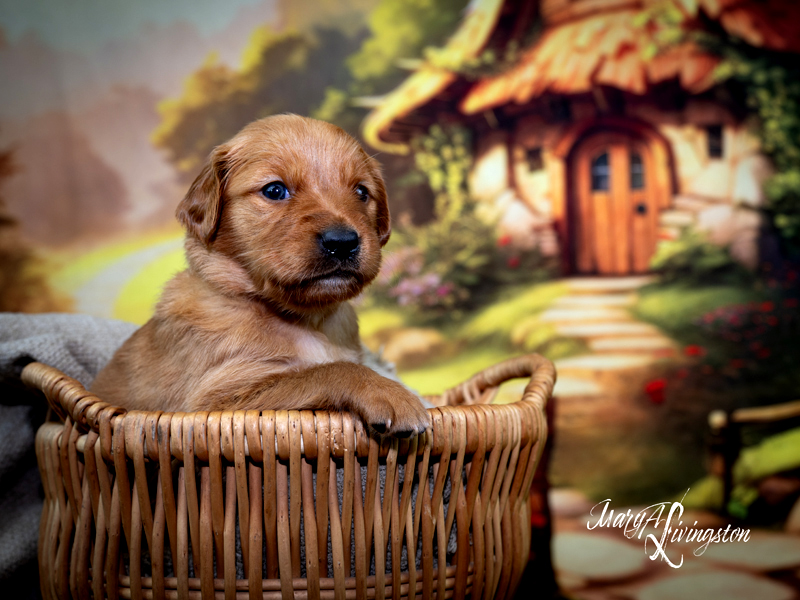 Puppy known as Guinevere